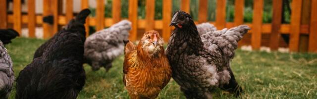 First-Ever Human Case of H5N5 Bird Flu Found in Washington