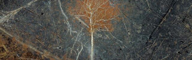 It’s clearer than ever that we’re pushing the Amazon rainforest to its dreaded demise