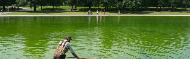 Algae has turned the Lincoln Memorial Reflecting Pool green again, days after its $14.8 million makeover. Take a look.