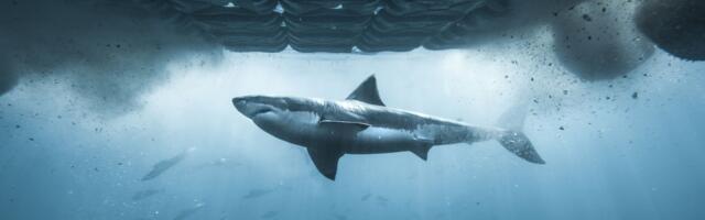 There's a sneaky way to watch Shark Week 2026 for free