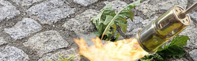 Is Harbor Freight's Weed Burner Torch Any Good? Here's What Users Are Saying