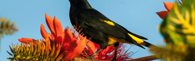 Песни птиц меняются, как языки у людей