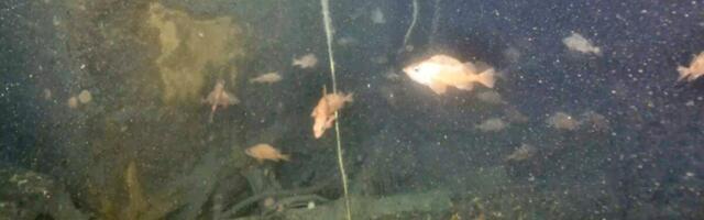 Scientists Reveal the First Images of Ernest Shackleton’s Last Ship