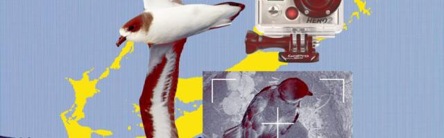 Hacking GoPros to help save the Atlantic’s rarest bird