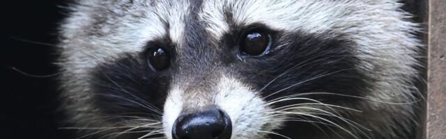 Jimothy the raccoon is proof that being weird, feral, and unknowable is the key to winning the internet
