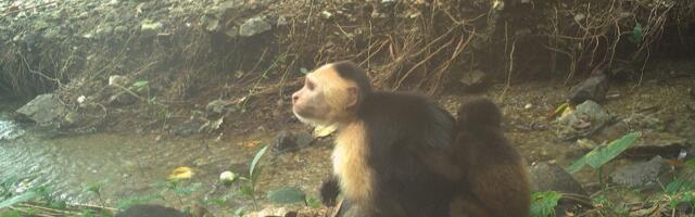 Capuchins Are Abducting Baby Howler Monkeys in Strange, Deadly New Trend