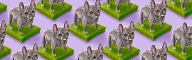 The very cute, totally disturbing tale of the American “it” dog