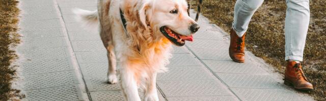 The dog walking mistake that causes more leash aggression than most owners realize
