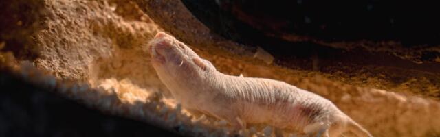 Naked Mole-Rat Queens Release a Chemical to Stop Other Females From Reproducing