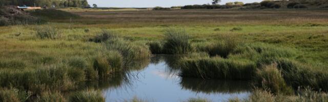 COP26 Summit: Peatlands Gathering at the UNEP Peatlands Pavilion