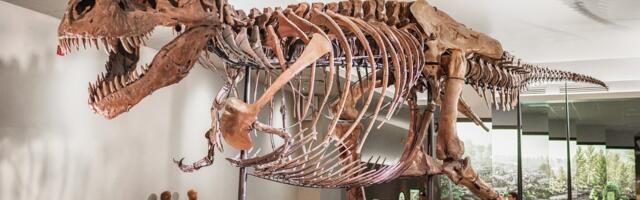 Wealthy Collectors Are Snatching Up T. Rex Fossils, Leaving Scientists Behind