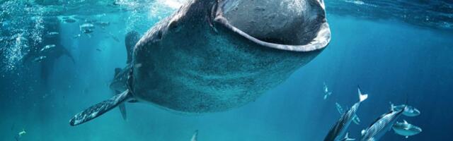 Large Liquidations Mask Whale's Buy-the-Bitcoin-Dip Strategy: Crypto Daybook Americas
