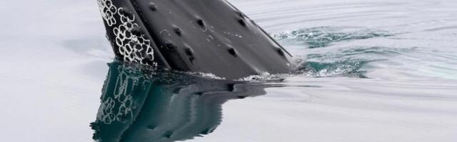 A bitcoin whale that went silent in 2013 moves $40 million in BTC