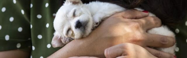 Selling puppies at the border is illegal, and Tijuana officials are trying to stop it