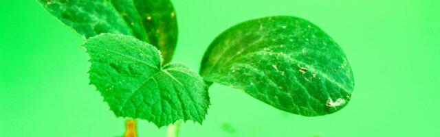 Green Glossary: Carbon negative