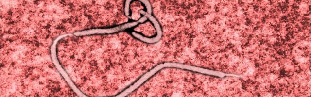 A Pill for Ebola? New Drug Shows Up to 100% Survival in Monkeys