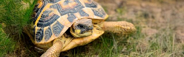 Removing Irish toll barriers will save fuel, reduce travel times, and cut emissions