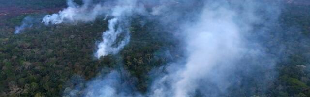 This chart of the planet’s forests should frighten you