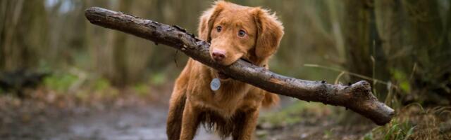 Tracked: The future of pet wearables