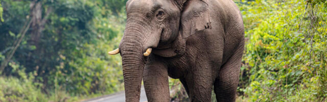 Editorial: Mammoth de-extinction is bad conservation