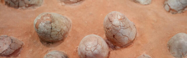 Dinosaur eggshells can reveal the age of other fossils