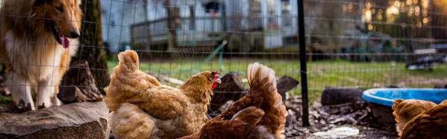 Louisiana resident in critical condition with H5N1 bird flu