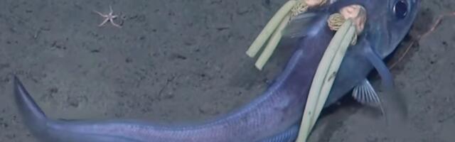 Deep-Sea Fish Has Hair—Oh Wait, Those Are Giant Parasites
