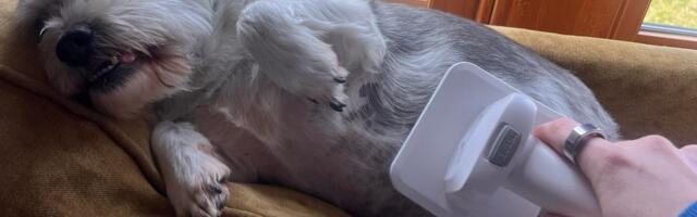 This Pet Vacuum Kit Saved Us After My Dog Got Banned From the Groomers, and It's on Sale for Prime Day
