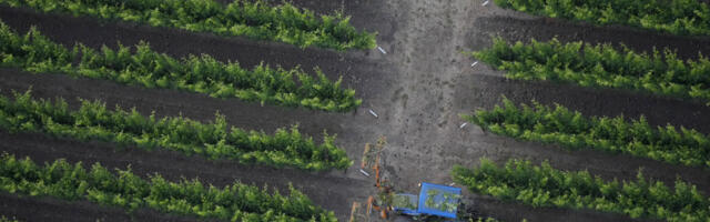 Record rainfall may set up banner wine year for California