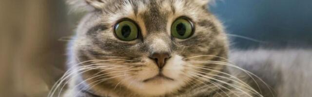 Промпт для QA: представь, что ты НЕ тестировщик