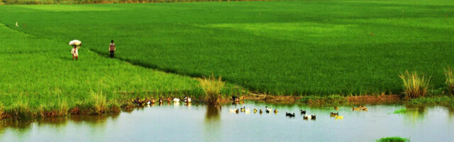 Dutch-Bangladeshi partnertship investing $6m to develop Bangladesh’s aquaculture sector