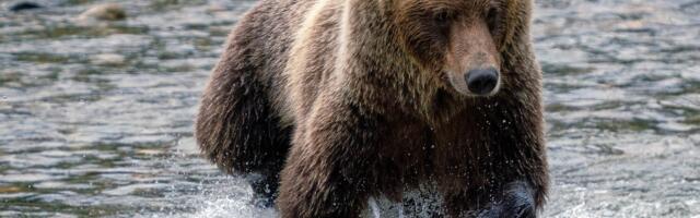 Could You React in Time to a Charging Bear? ‘Robobear’ Suggests You’d Be Lunch