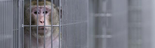 What can caged lab monkeys tell us about free human beings?