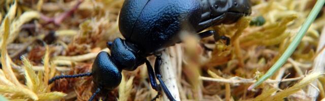 Scottish Oil Beetle Hunt, to help Species on the Edge