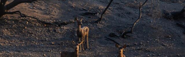 Wildfires impact wildlife and pets, too. Here’s how you can help them.