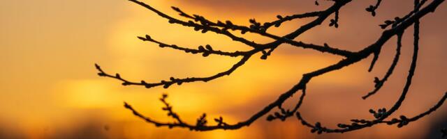 Spring is here very early. That’s not good.