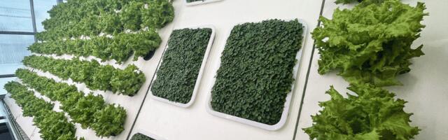 Freya Cultivation Systems sows the seeds for greener growth with €500k funding