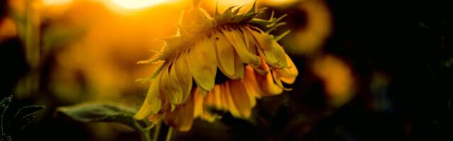 Men Born in the Summer Are More Likely to Be Depressed, Study Finds