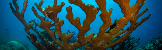 Corals survived past climate changes by retreating to the deeps