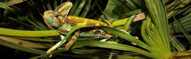 Florida has become a zoo. A literal zoo.