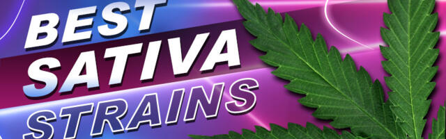 Best Sativa Strains to Try in 2024 for Better Mood, Creativity, Stress Relief & More