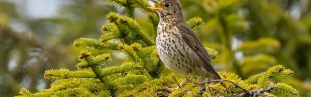 Ancient Roman Street Vendors Served Up Songbirds