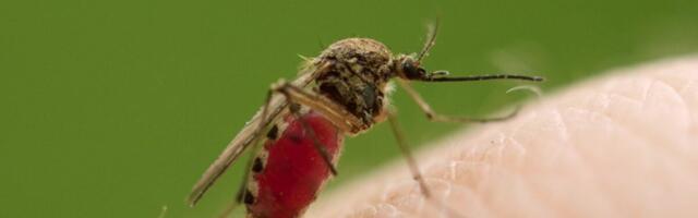 Uh Oh: Male Mosquitoes Can Feed on Our Blood, Too