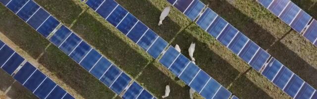 'Help cattle producers hold onto their land and livelihoods': This first-of-its-kind solar ranch in Tennessee uses ingenious sensors to shelter cattle and cut carbon emissions — and it could help to offset $1 billion of US agriculture declines