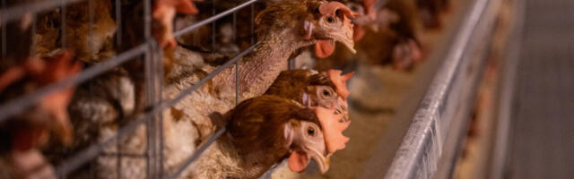 Everything you need to know about bird flu