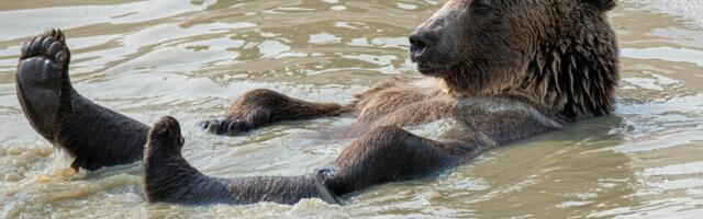 Strategy Bears Cave In as Anti-MSTR Leveraged ETF Hits Rock Bottom
