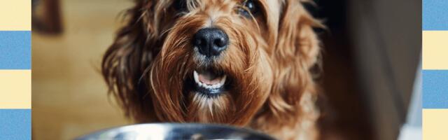 How to Get Your Cat or Dog to Lose Weight—Experts Weigh In (2025)