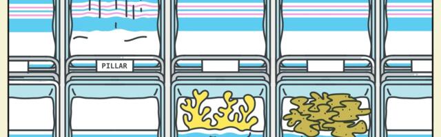 Florida’s iconic corals aren’t having babies anymore. Scientists are alarmed.