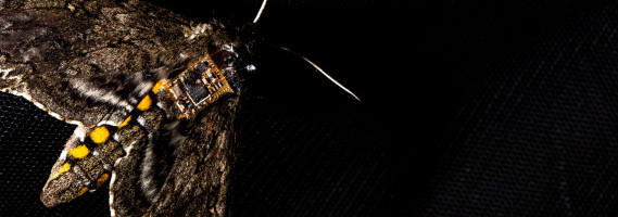 These tiny sensors can hitch a ride on mothback