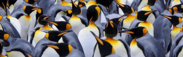 Penguin poop may help preserve Antarctic climate